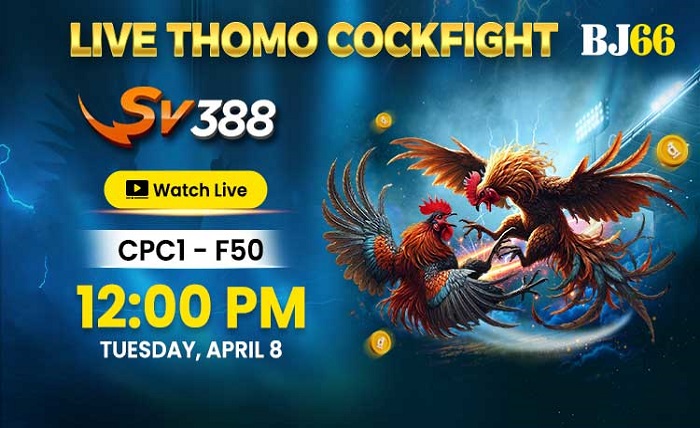 BJ66 Live